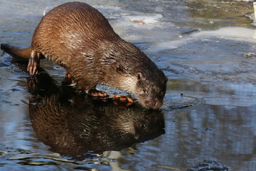 Otter