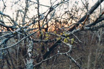 The first flowers on branches of a tree in Texas spring forest