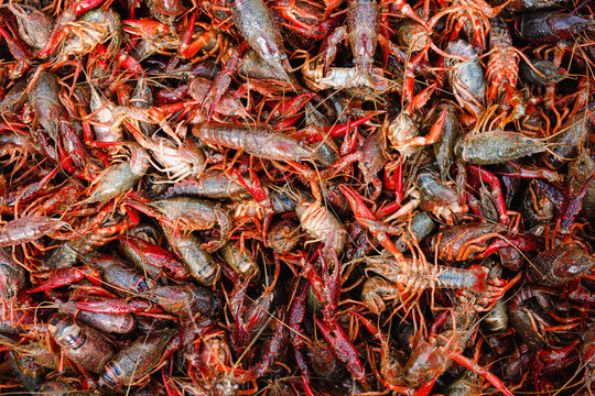 Close up of uncooked crayfish