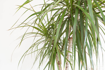 Fototapeta premium Green plant retro design home interior close-up white wall texture