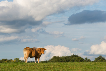 Blonde d’Aquitaine beef cow on a meadow watching
