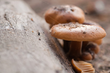 Various mushrooms in the forest