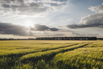 Sunset and clouds over a field of Barley. Norfolk, UK.