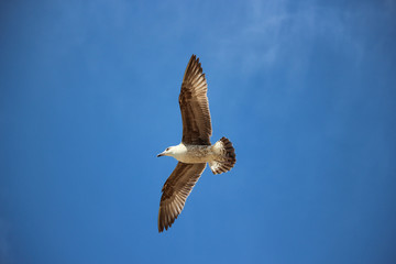 Flying seagull