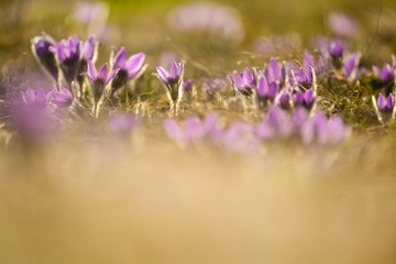 Spring meadow, pink flowers, pasque flower (pulsatilla grandis)