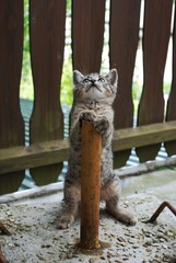 Obraz premium cute little tabby kitty cat - kitten - day