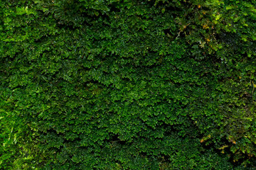 Fototapeta premium Green moss