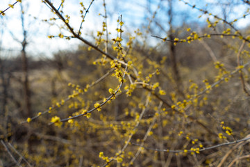 Yellow flowers on the branches of a tree in a spring park in Texas