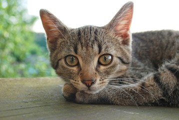 cute little tabby kitty cat - kitten - day
