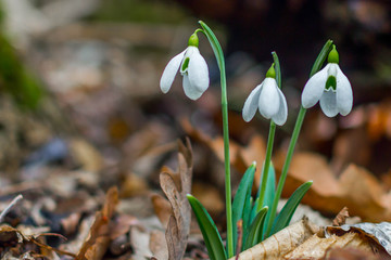 Spring forest with snowdrops