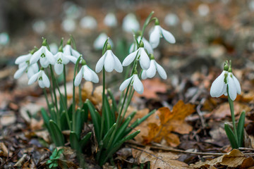 Spring forest with snowdrops
