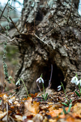 Spring forest with snowdrops