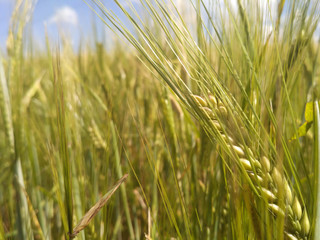 Green wheat field and sunny day