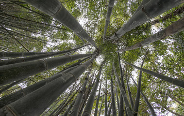 Looking up by Bamboo Trees