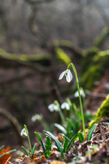 Spring forest with snowdrops