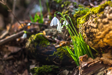 Spring forest with snowdrops