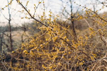 Yellow flowers on the branches of a tree in a spring park in Texas