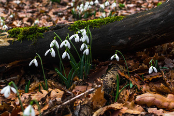 Spring forest with snowdrops
