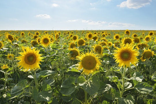 Sunflower Field in Summer, Helmstadt, Franconia, Bavaria, Germany