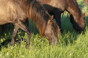 The wild horse, Equus ferus, in the steppe in the early morning enlightened by sunlight rays. View...