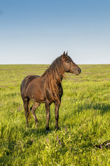 The wild horse, Equus ferus, in the steppe in the early morning enlightened by sunlight rays. View on a horse pasturing in the steppe.