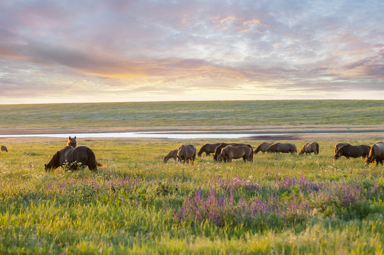 A herd of wild horses shown on Water island in atmospheric Rostov state reserve
