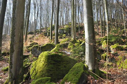 Typischer mit gro&szlig;en vermoosten Granit-Felsbl&ouml;cken &uuml;bers&auml;ter Abhang im Buchenhochwald des Odenwaldes im zeitigen Fr&uuml;hling, Lindenfels, Hessen, Deutschland