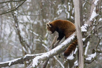 Panda red walking on the branch.