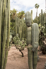 Outdoor Cactus Garden