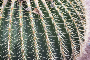 Close up of Pines on a Cactus