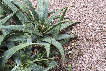 Obraz premium Aloe Vera Plant