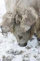 Naklejka premium Home pig with winter coat outside with snow.