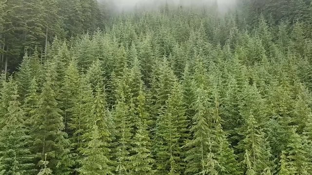 Aerial shot of a hillside covered by pine trees. Ascending move over the trees to disappear into the mist