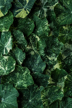 Nasturtium background