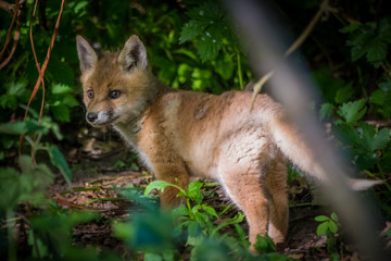 Fox pup (Vulpes vulpes)
