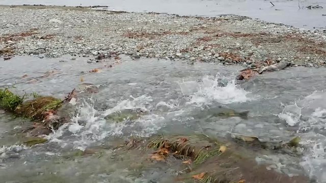 Spawning chum salmon (Oncorhynchus keta) in Chehalis River, Fraser Valley, British Columbia, Canada