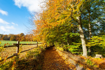 Naklejka premium Edge of forrest