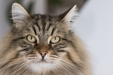 Beauty siberian cat in livestock, purebred kitten foreground