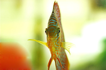Discus fish in freshwater aquarium