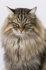 Beauty siberian cat in livestock, purebred brown tabby kitten