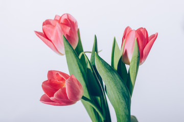 Bouquet of pink tulips on white background