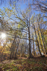 Autumn Landscape with yellow trees, Vitosha Mountain, Sofia City Region, Bulgaria
