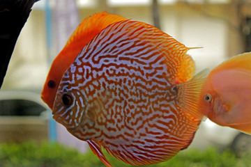 Discus fish in freshwater aquarium