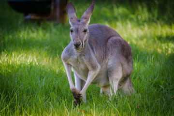 Naklejka na ściany i meble Lovely Kangaroo