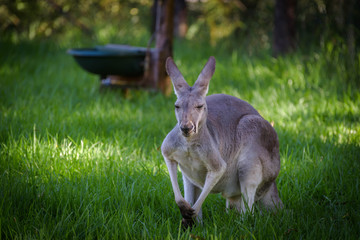 Lovely Kangaroo
