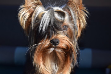 Yorkshire Terrier chiot