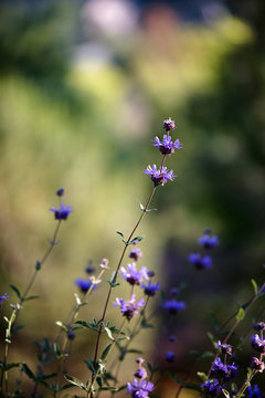Lavender bush in morning light