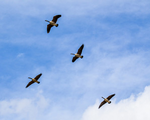 Obraz premium A Beautiful Day To Fly