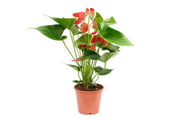Red anthurium in brown plastic pot isolated on white background - obrazy, fototapety, plakaty