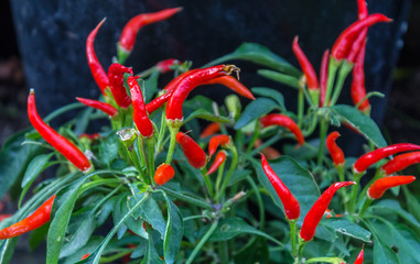 Garden Plant Chili; Red color